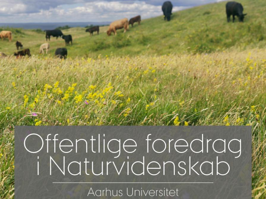 Fortidens og fremtidens vilde natur - køer på græs