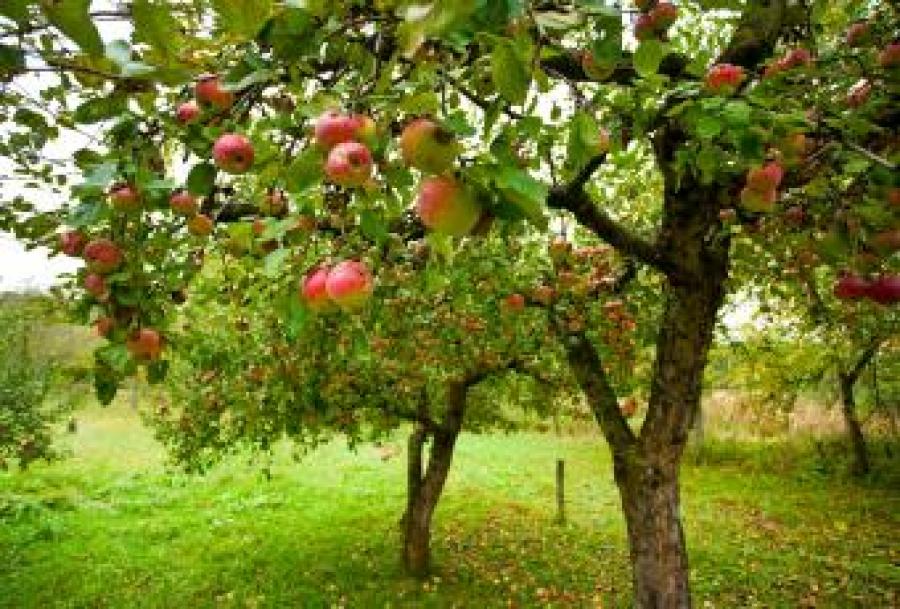 Æbletræer med æbler